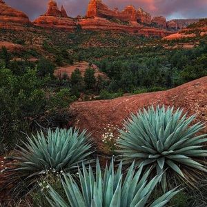 Meet your Posher, Sal